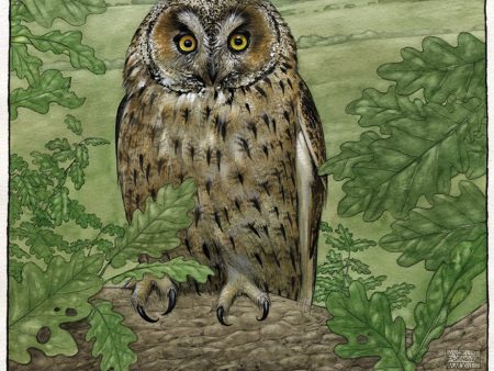 Sweet Suffolk Owl - Limited Edition Print Discount